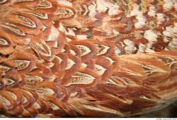 Photo Textures of Animals Skin